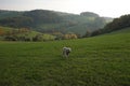 A dog in autumn