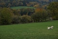 A dog in autumn