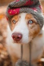 Dog in autumn park in a hat