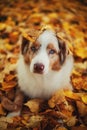 Dog in autumn park