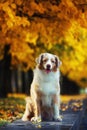 Dog in autumn park