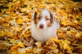 Dog in autumn park