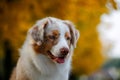 Dog in autumn park