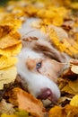 Dog in autumn park