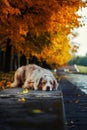 Dog in autumn park