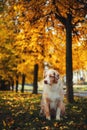 Dog in autumn park