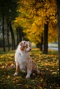 Dog in autumn park