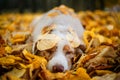 Dog in autumn park