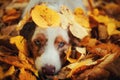 Dog in autumn park