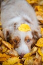 Dog in autumn park