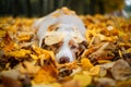 Dog in autumn park