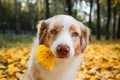 Dog in autumn park