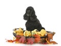 Dog with autumn setting Royalty Free Stock Photo