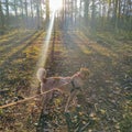 Dog and autumn sun lights Royalty Free Stock Photo