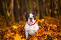 Dog in autumnal scenery Royalty Free Stock Photo