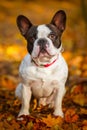 Dog in autumnal scenery Royalty Free Stock Photo