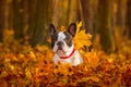 Dog in autumnal scenery
