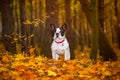 Dog in autumnal scenery Royalty Free Stock Photo