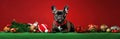 Dog red animal pet santa christmas cute puppy funny breed bulldog french background Royalty Free Stock Photo