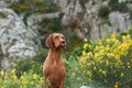 Dog on a background of yellow flowers. Portrait of a Hungarian vizsla in nature