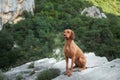 Dog on a background of yellow flowers. Portrait of a Hungarian vizsla in nature