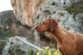 Dog on a background of yellow flowers. Portrait of a Hungarian vizsla in nature