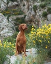 Dog on a background of yellow flowers. Portrait of a Hungarian vizsla in nature