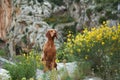 Dog on a background of yellow flowers. Portrait of a Hungarian vizsla in nature