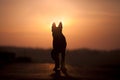 Dog backlight silhouette in sunset. Symbol of pets pass away in heaven. Dogs shadow stand for a friend lost stock photo