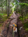 Dog with Backpack Hiking Through Dense Forest