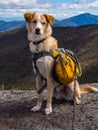 Dog with Backpack on Mountain Summit Royalty Free Stock Photo