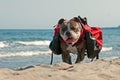 Dog backpack ....Old English Bulldog carry bags on their back