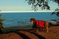 Dog backpack ....Old English Bulldog carry bags on their back Royalty Free Stock Photo