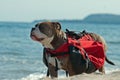 Dog backpack ....Old English Bulldog carry bags on their back Royalty Free Stock Photo