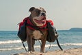 Dog backpack ....Old English Bulldog carry bags on their back