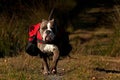 Dog backpack ....Old English Bulldog carry bags on their back Royalty Free Stock Photo