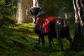 Dog backpack ....Old English Bulldog carry bags on their back Royalty Free Stock Photo