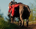 Dog backpack ....Old English Bulldog carry bags on their back Royalty Free Stock Photo