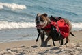 Dog backpack ....Old English Bulldog carry bags on their back