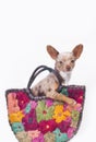 Dog in a bag Royalty Free Stock Photo