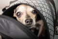 The dog in the bag is afraid, safe transportation of animals, pet delivery, attentive attitude to puppies in airlines, careful Royalty Free Stock Photo