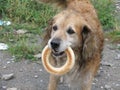The dog with the bagel