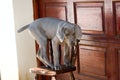 Dog balancing on chair Royalty Free Stock Photo