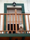 Dog in balcony Royalty Free Stock Photo