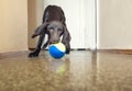 Dog and ball