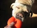 Dog and ball 2 Royalty Free Stock Photo