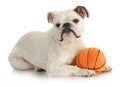 Dog with ball Royalty Free Stock Photo