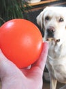 Dog and ball Royalty Free Stock Photo