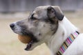 Dog with Ball Royalty Free Stock Photo