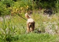 Dog with a ball Royalty Free Stock Photo